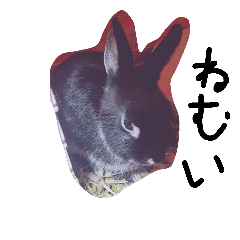 [LINEスタンプ] リアルうさぎ