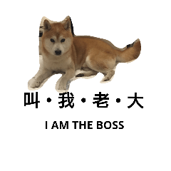 [LINEスタンプ] Chuck - Daily life of a Shiba Inu