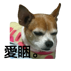 [LINEスタンプ] Meimei's Daily (Chihuahua)