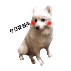 [LINEスタンプ] I am a fox dog