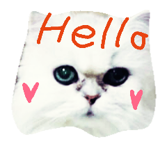 [LINEスタンプ] 猫のキララたん