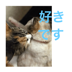 [LINEスタンプ] 佐々木家の猫