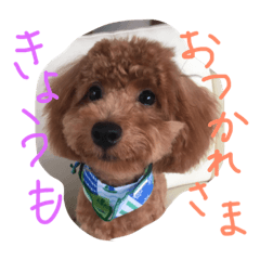 [LINEスタンプ] ai no cute dog photoの画像（メイン）