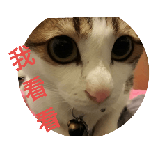 [LINEスタンプ] cat Money money