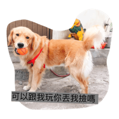 [LINEスタンプ] golden retriever  Baby Baby