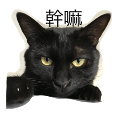 [LINEスタンプ] black cat face