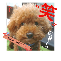 [LINEスタンプ] 家族への言葉（犬猫編2）