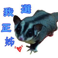 [LINEスタンプ] I'm Sugarglider by Little Mei Mei