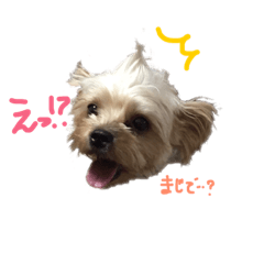 [LINEスタンプ] 日常会話で使える可愛いワンコ