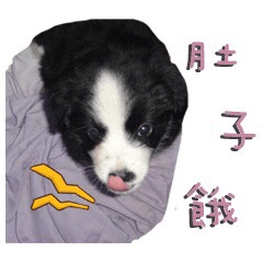 [LINEスタンプ] Border Collie (KiKi)