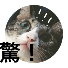 [LINEスタンプ] Meow meow meow？