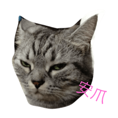 [LINEスタンプ] Fat po cat