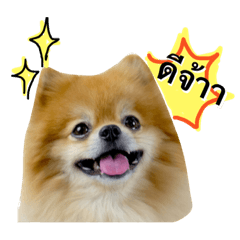 [LINEスタンプ] Kaitoontoon Pomeranian