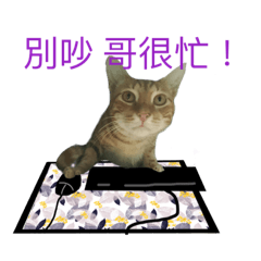 [LINEスタンプ] Little cat world 1