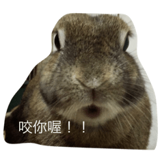 [LINEスタンプ] rabbit live in our house.