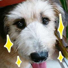 [LINEスタンプ] Alpha, the cutest dog in the world！