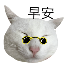 [LINEスタンプ] Cats in the house.の画像（メイン）