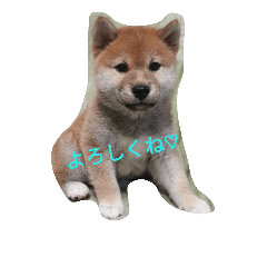 [LINEスタンプ] 柴犬あろまの日常スタンプ