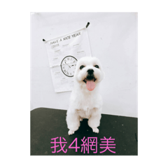 [LINEスタンプ] mini＆dog 2