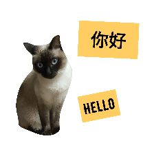 [LINEスタンプ] Siamese cat from taiwan 4