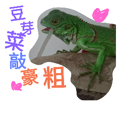 [LINEスタンプ] Iguana iguana