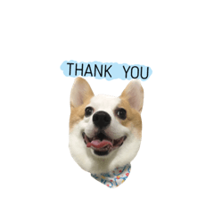 [LINEスタンプ] Kobi The Corgi Dog