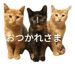 [LINEスタンプ] 可愛い猫たちの家族