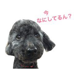 [LINEスタンプ] アンちゃんとパフくん 2