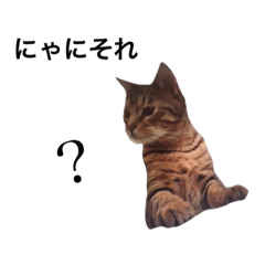 [LINEスタンプ] 猫、毎日の幸せ