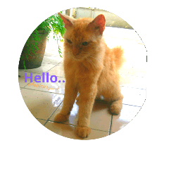 [LINEスタンプ] Mr. Turmeric the Kneazle Cat