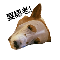 [LINEスタンプ] CorgiX