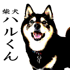 [LINEスタンプ] 柴犬ハルくんのつぶやき