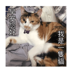 [LINEスタンプ] A cat called Beibeiの画像（メイン）