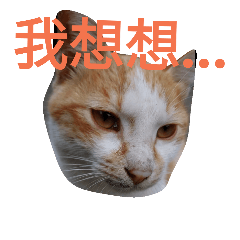 [LINEスタンプ] Cat James