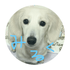 [LINEスタンプ] はるの写真