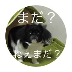 [LINEスタンプ] ペキニーズとマルチーズ