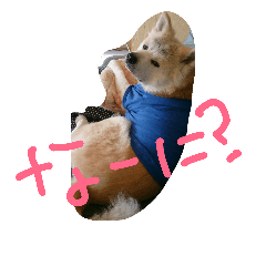 [LINEスタンプ] 秋田犬 幸太郎