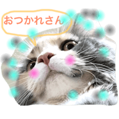 [LINEスタンプ] しゅしゅ猫のつぶやき