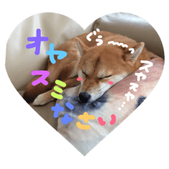 [LINEスタンプ] 柴犬めんまスタンプ