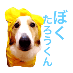 [LINEスタンプ] 雑種のたろうくん