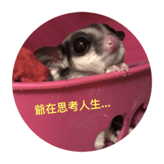 [LINEスタンプ] sugarglider* family