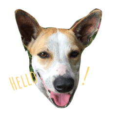 [LINEスタンプ] Rosie The Dog