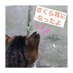 [LINEスタンプ] さくら猫は愛され猫