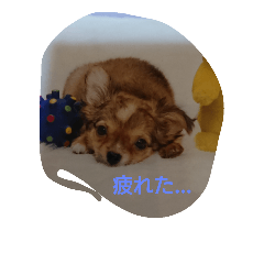 [LINEスタンプ] CHIBI BOA