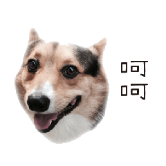 [LINEスタンプ] Fat Corgi Maji Mao