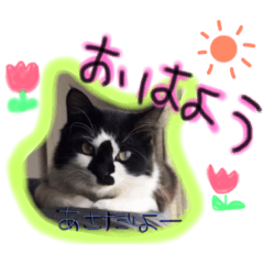 [LINEスタンプ] しじみのスタンプ