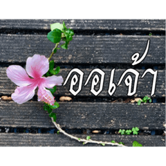 [LINEスタンプ] Thai Thai textの画像（メイン）