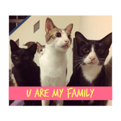 [LINEスタンプ] Four catssss