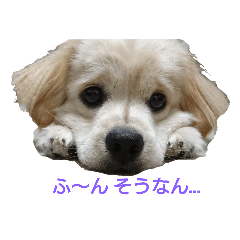 [LINEスタンプ] こたくんの日常