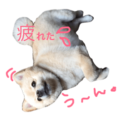 [LINEスタンプ] ぷにゅ まろ